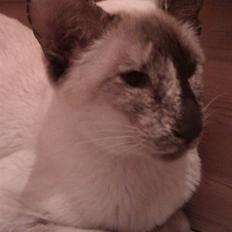 Siameser DK Skuld Freja