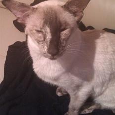 Siameser DK Skuld Freja