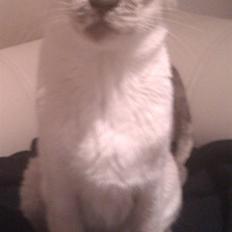 Siameser DK Skuld Freja