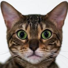 Bengal DK-Wild-diamond light in 