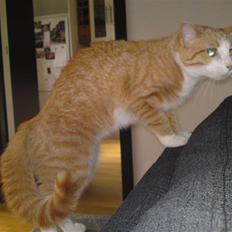 Huskat Mira fået nyt hjem