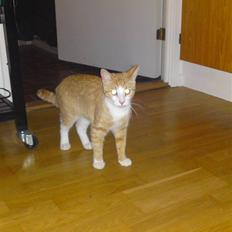 Huskat Mira fået nyt hjem