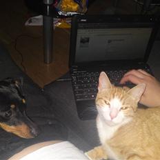 Huskat Mira fået nyt hjem