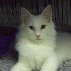 Norsk Skovkat Mcmahon *RIP*