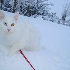 Norsk Skovkat Mcmahon *RIP*