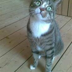 Huskat Charlie R.I.P