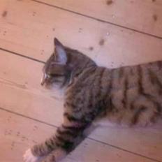 Huskat Charlie R.I.P