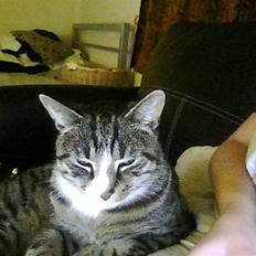 Huskat Charlie R.I.P