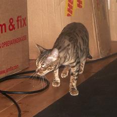 Bengal DK-Wild-diamond light in 