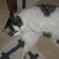 Huskat » Nina †6/05.08† <3