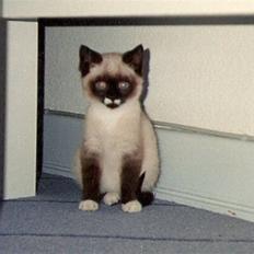 Blanding af racer Nuggi (RIP)