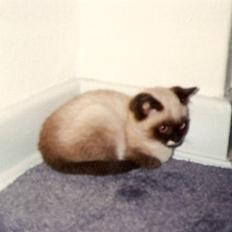 Blanding af racer Nuggi (RIP)