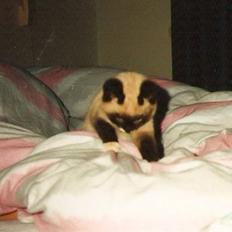 Blanding af racer Nuggi (RIP)