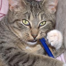 Blanding af racer Bjarne 2