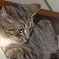 Blanding af racer Bjarne 2