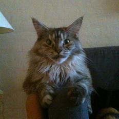 Maine Coon Mischa