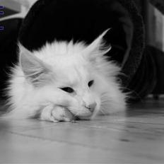 Norsk Skovkat Buum-Cats Gucci