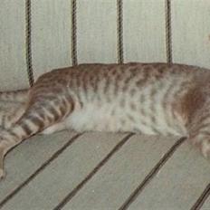 Orientaler Canastas Andy Pandy (RIP)