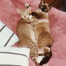 Orientaler Canastas Andy Pandy (RIP)