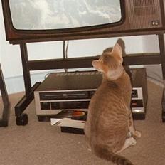 Orientaler Canastas Andy Pandy (RIP)