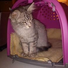 Maine Coon Hallo Kitty