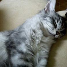 Maine Coon Hallo Kitty