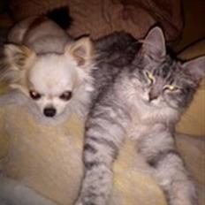 Maine Coon Hallo Kitty