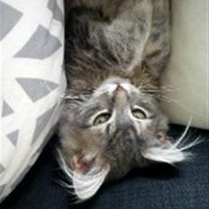 Blanding af racer Kalua