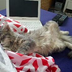 Blanding af racer Kalua