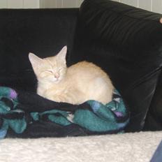 Blanding af racer Mille