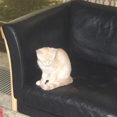 Blanding af racer Mille