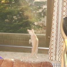 Blanding af racer Mille