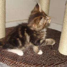 Maine Coon Noah #NoahBoah#