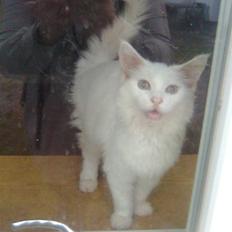 Maine Coon Duchess #Dysse#