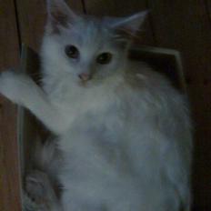 Maine Coon Duchess #Dysse#