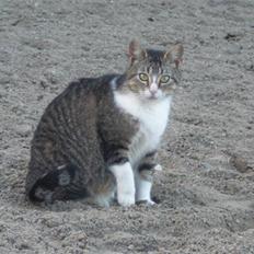 Blanding af racer Sofie