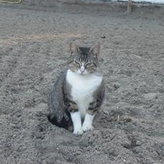 Blanding af racer Sofie