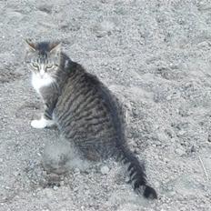 Blanding af racer Sofie