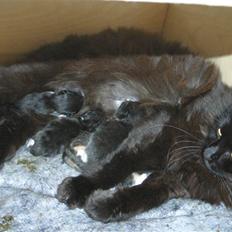 Blanding af racer Mariemis *solgt*