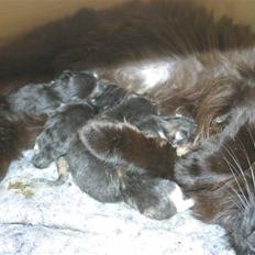 Blanding af racer Mariemis *solgt*