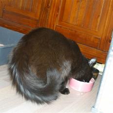 Blanding af racer Mariemis *solgt*