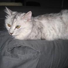 Kurilean Bobtail Geisha Golden look*LT