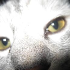 Kurilean Bobtail Geisha Golden look*LT