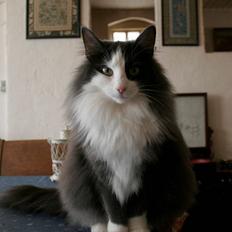 Norsk Skovkat Morgunstrálan's Hot Stuff