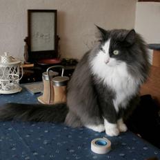 Norsk Skovkat Morgunstrálan's Hot Stuff