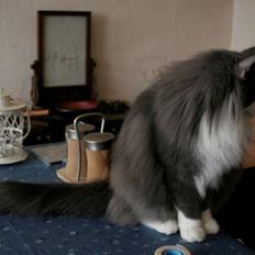 Norsk Skovkat Morgunstrálan's Hot Stuff