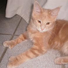 Maine Coon Garfield