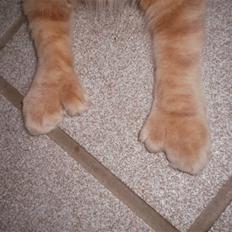 Maine Coon Garfield