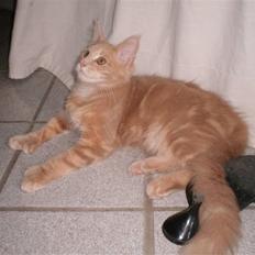 Maine Coon Garfield