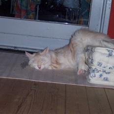 Maine Coon Kiss Me R.I.P :'(